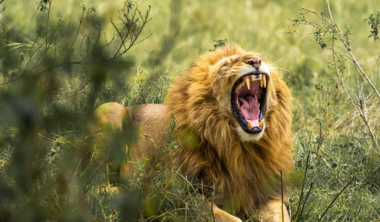 4 Days Luxury Masai Mara Adventure Luxury Safari